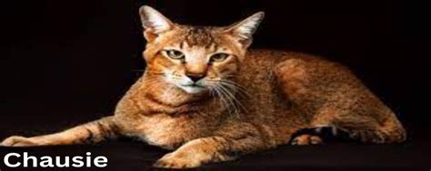 The Top 8 Biggest Cat Breeds In The World