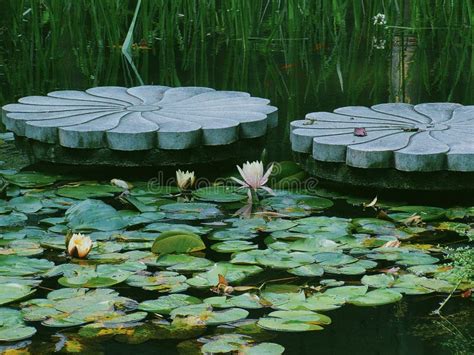 Water lilies in the pond stock photo. Image of chinese - 181610992