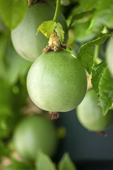 Growing Unripe Purple Passion Fruit In Vine Species Passiflora Edulis