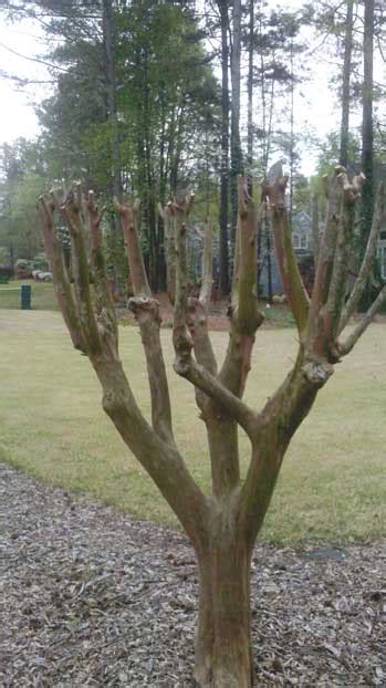 Two Sisters Gardening: Crape Myrtle pruning