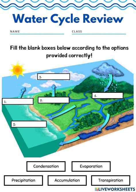 Water Cycle Review Activity Live Worksheets Worksheets Library