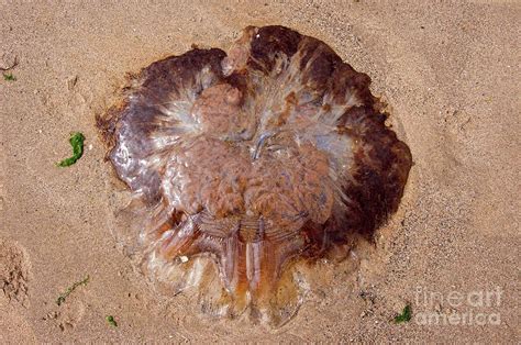 Jellyfish On A Beach In Scotland Photograph By Mark Williamson Science