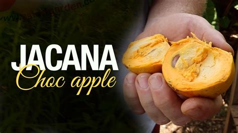 Jacana Ou Choc Apple Fruit Pouteria Multiflora Youtube