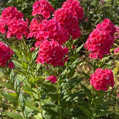 Флоксы - Abies-Landshaft