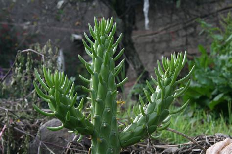 Details Picture Flor Verde Cactus Abzlocal Mx