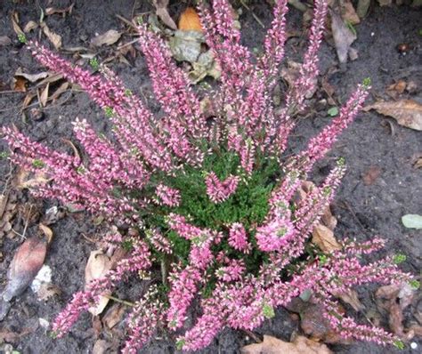 400 Samen Besenheide Calluna Erica vulgaris Heidekraut Erika Blüte