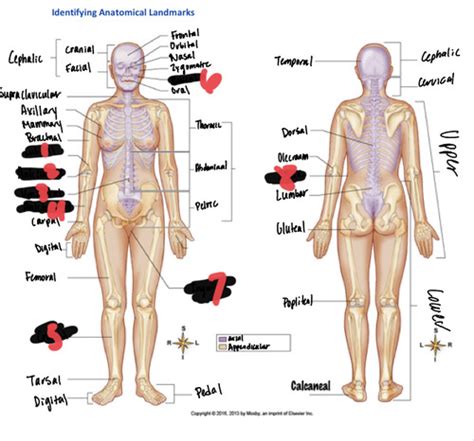 Anatomical Kinesiology Exam Flashcards Quizlet