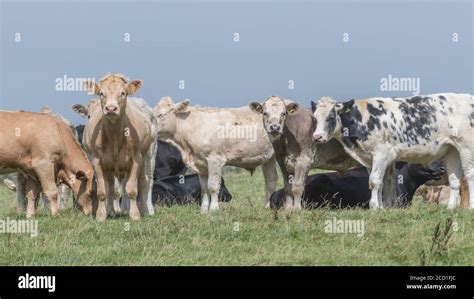 Field 169 Format Group Of Grazing Young Bullocks Standing Together