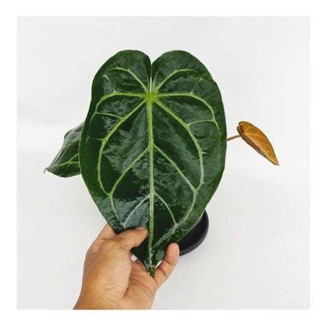 Anthurium Magnificum Tanaman Hias Houseplant Kuping Gajah