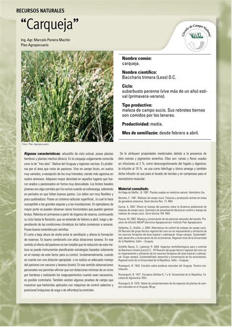 Pdf Recursos Naturales Carqueja Dokumen Tips