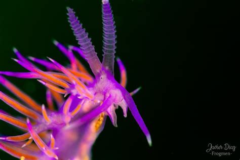 Purple Sea Slug (en). Flabellina Lila (es). Balearic Islands. Spain ...