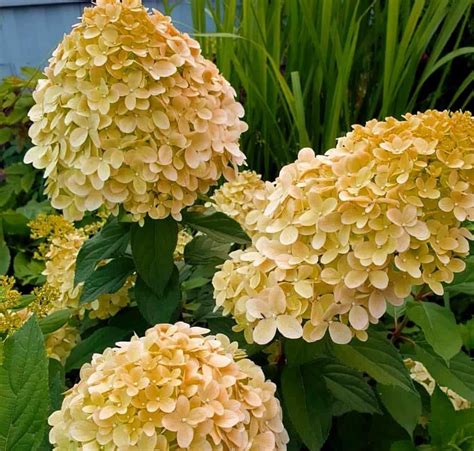 Купить саженцы Гортензии метельчатой Коттон Крем (Cotton Cream) 🌱 ...
