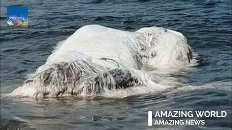 Mysterious Giant Blob Creature Hairy Beast Washes Up In The