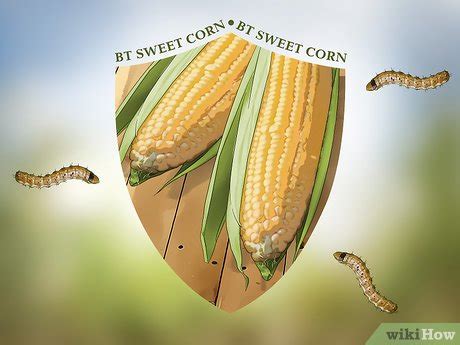 How to Control Corn Ear Worms: 12 Steps (with Pictures) - wikiHow