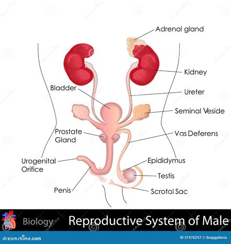 Male Reproductive System Human Internal Organ Anatomy Vector