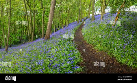 A Path Through An English Bluebell Wood In Spring Time With The Leaves