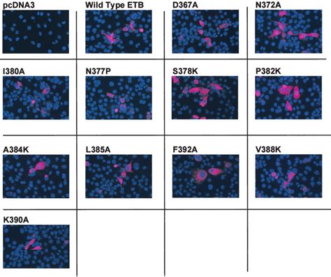 Expression of wild type and mutant ETBs. A FLAG epitope tag was... | Download Scientific Diagram