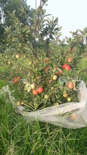 Full Sun Exposure Red Hrmn Apple Plant At Rs Plant In Baghpat