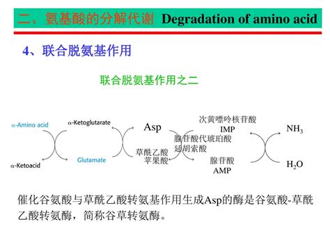 第30章 蛋白质的降解和氨基酸的分解代谢 Ppt Download