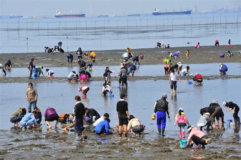 潮干狩り／富津海岸潮干狩場｜イベント｜千葉県公式観光サイト ちば観光ナビ