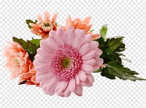 Aprender Acerca Imagen Flores Gerberas Png Viaterra Mx