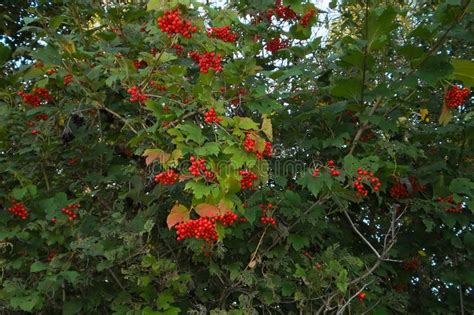 Arbusto Del Viburnum Con Los Manojos De Bayas Rojas De Arbusto O De