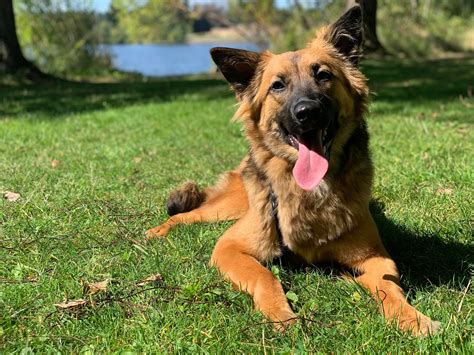 Looking for a Board and Train for Seattle, Lynnwood, Edmonds or Shoreline?