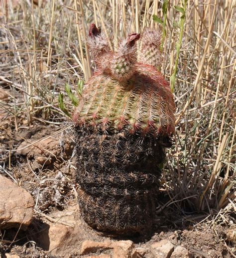 Arizona Rainbow Cactus Echinocereus Rigidissimus Ssp Rig Flickr