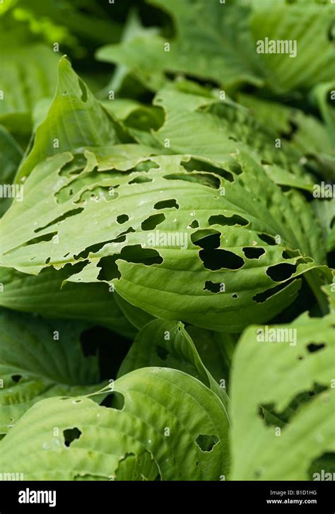 Slug pest damage garden hi-res stock photography and images - Alamy