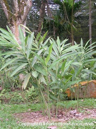 NParks Alternanthera Bettzickiana Green