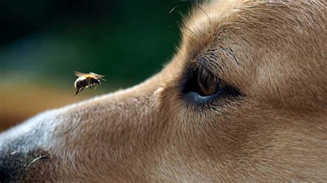 Qué hacer si a tu perro lo pica una abeja UnoTV