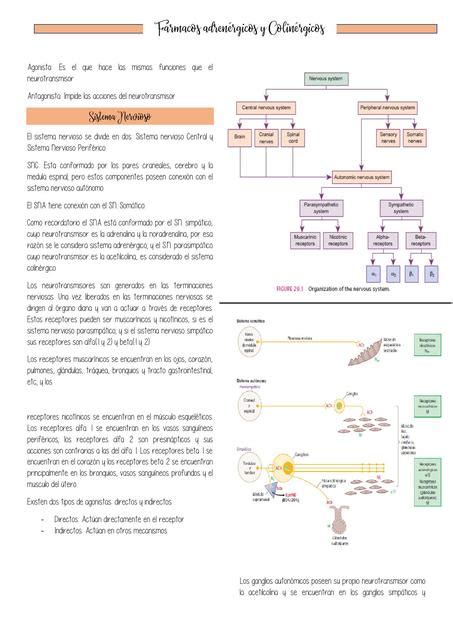 F Rmacos Adren Rgicos Y Colin Rgicos Farmacolog A Sistema Nervioso