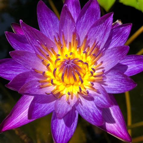 prickly plant grow a garden 1