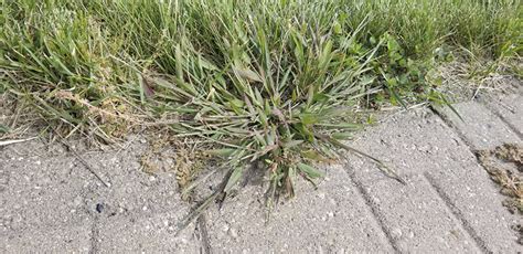 How To Kill Crabgrass: Tips For A Lush Lawn - Green Thumb Revival