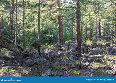 Wilderness Landscape Forest With Pine Trees And Moss On Rocks Stock