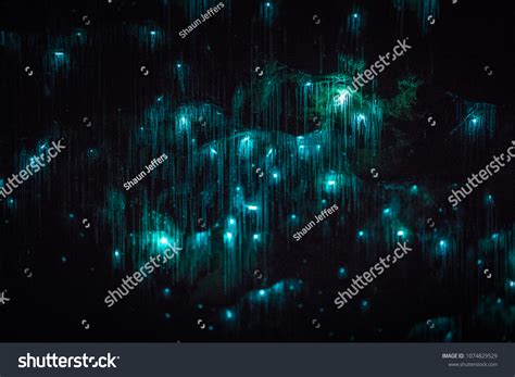 Waitomo Glowworm Caves Waikato New Zealand Stock Photo 1074829529 ...