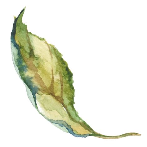 Premium Vector Vector Watercolor Painted Flower Leaf Hand Drawn