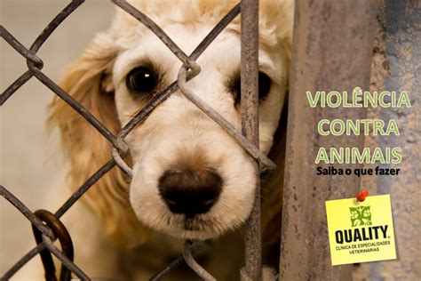 Voc J Presenciou Alguma Cena De Viol Ncia Contra Animais Saiba O Qu