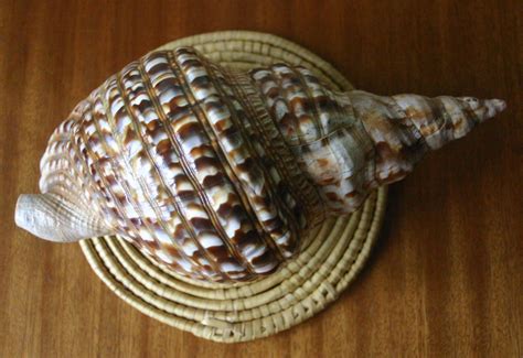 137. Ракушка Charonia variegata (Харония), фото 10 ★ Советский человек ...