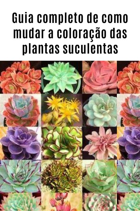 Guia completo de como mudar a coloração das plantas suculentas