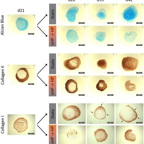 Histological Analysis Of Chondrogenic Asc Pellet Cultures Under Static