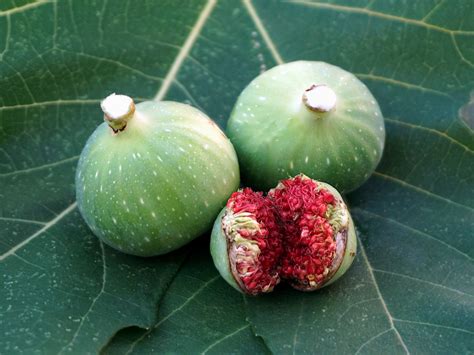 Liquido Bianco Dalla Vagina Cosa Pu Essere A Good Magazine