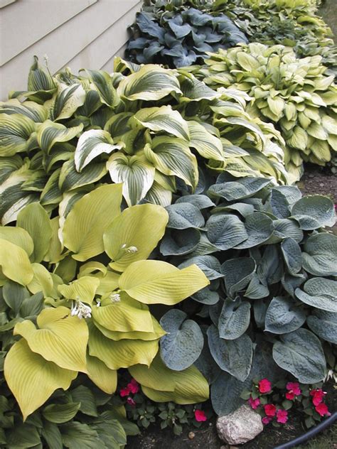 Hosta Plant Varieties Hgtv