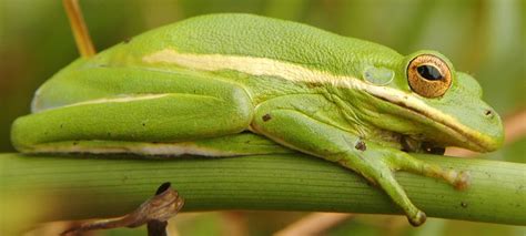 Adult tree frogs Baby tree frogs | Rock Tumbling Hobby