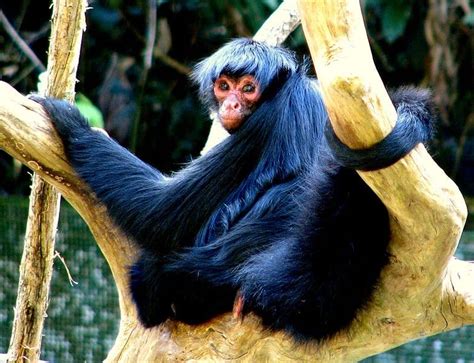 Spider Monkey Animal Facts | Simia Paniscus | AZ Animals