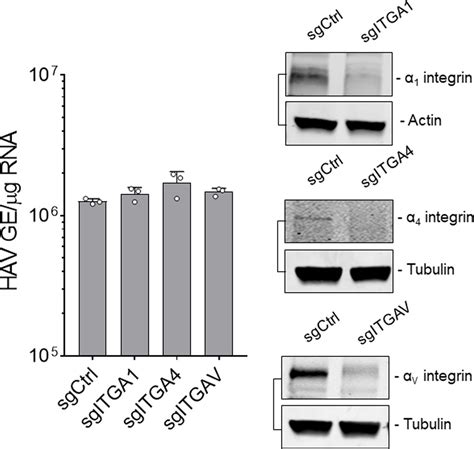 Figures And Data In Cellular Entry And Uncoating Of Naked And Quasi Enveloped Human
