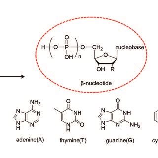 Double helix structure of DNA or RNA and its components: nucleotides ...