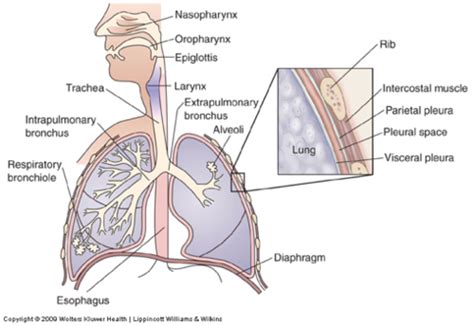 Patho Respiratory Pulmonary Dysfunction Flashcards Quizlet