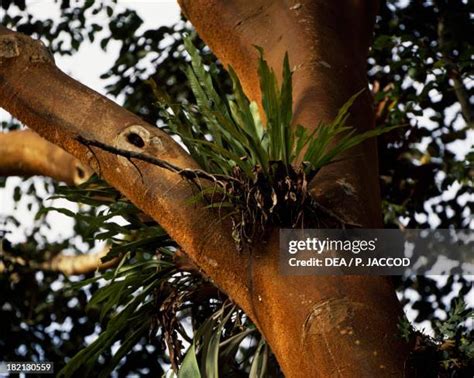 The Ituri Forest Photos and Premium High Res Pictures - Getty Images