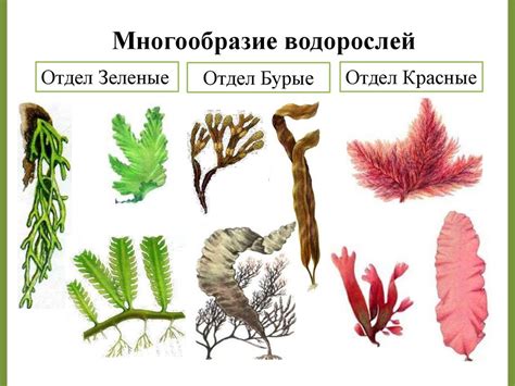Водоросли, их разнообразие и значение в природе - презентация онлайн